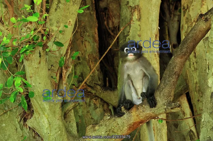 : Dusky Leaf Monkey / Spectacled Langur / Spectacled : Dusky Leaf Monkey / Spectacled Langur / Spectacled