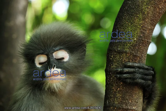 : Dusky Leaf Monkey / Spectacled Langur / Spectacled : Dusky Leaf Monkey / Spectacled Langur / Spectacled