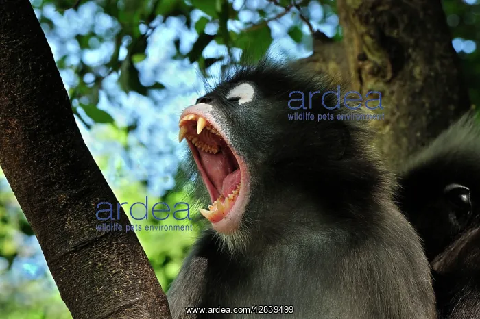 : Dusky Leaf Monkey / Spectacled Langur / Spectacled : Dusky Leaf Monkey / Spectacled Langur / Spectacled