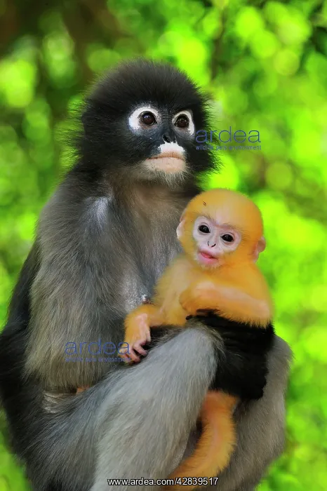 : Dusky Leaf Monkey / Spectacled Langur / Spectacled : Dusky Leaf Monkey / Spectacled Langur / Spectacled