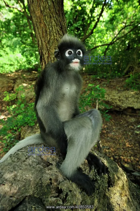 : Dusky Leaf Monkey / Spectacled Langur / Spectacled : Dusky Leaf Monkey / Spectacled Langur / Spectacled