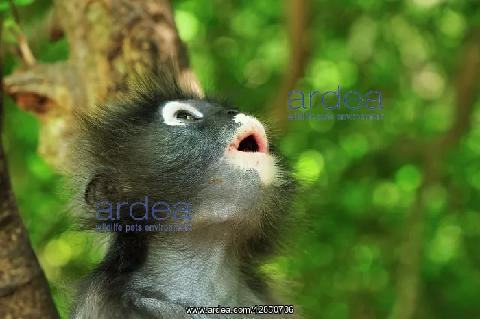 : Dusky Leaf Monkey / Spectacled Langur / Spectacled : Dusky Leaf Monkey / Spectacled Langur / Spectacled