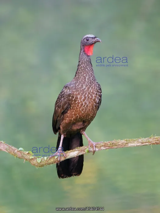 : Dusky Legged Guan Penelope obscura Atlantic Forest : Dusky Legged Guan Penelope obscura Atlantic Forest