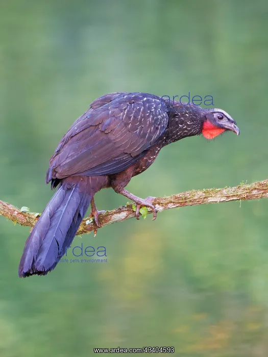 : Dusky Legged Guan Penelope obscura Atlantic Forest : Dusky Legged Guan Penelope obscura Atlantic Forest
