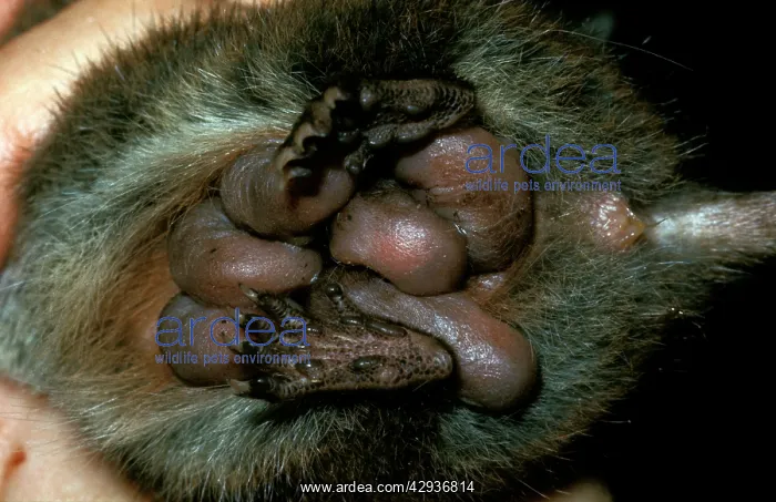 : Dusky marsupial mouse (Antechinus swainsonii) pouch : Dusky marsupial mouse (Antechinus swainsonii) pouch