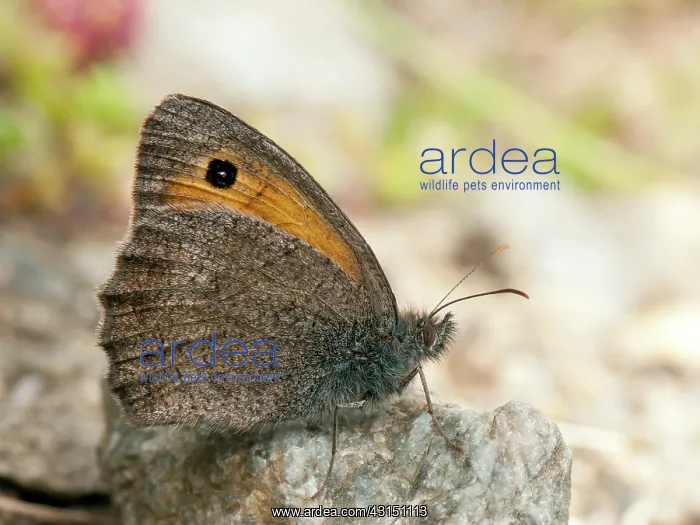 : Dusky Meadow Brown : Dusky Meadow Brown