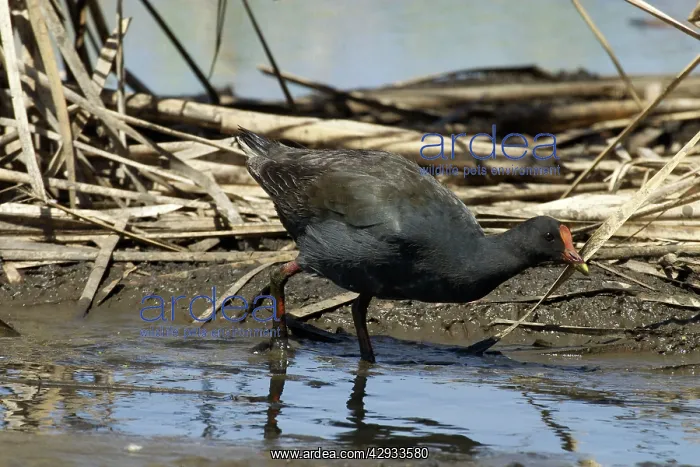 : Dusky Moorhen : Dusky Moorhen