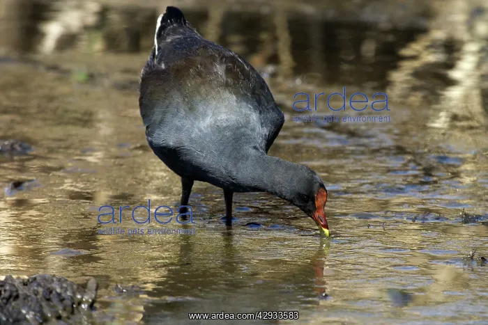 : Dusky Moorhen : Dusky Moorhen