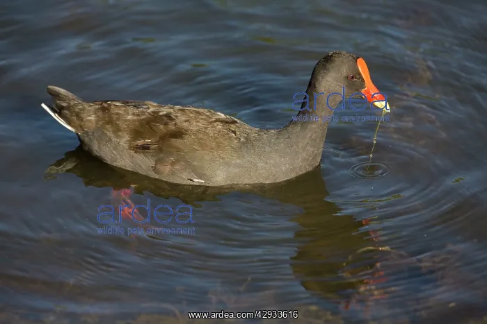  : Dusky Moorhen