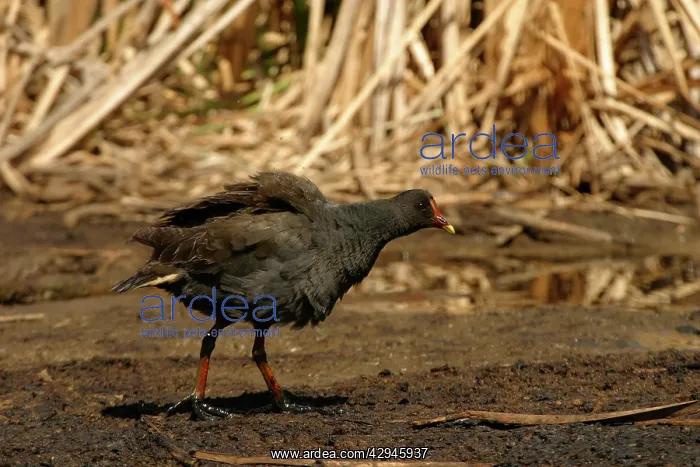 : Dusky Moorhen : Dusky Moorhen