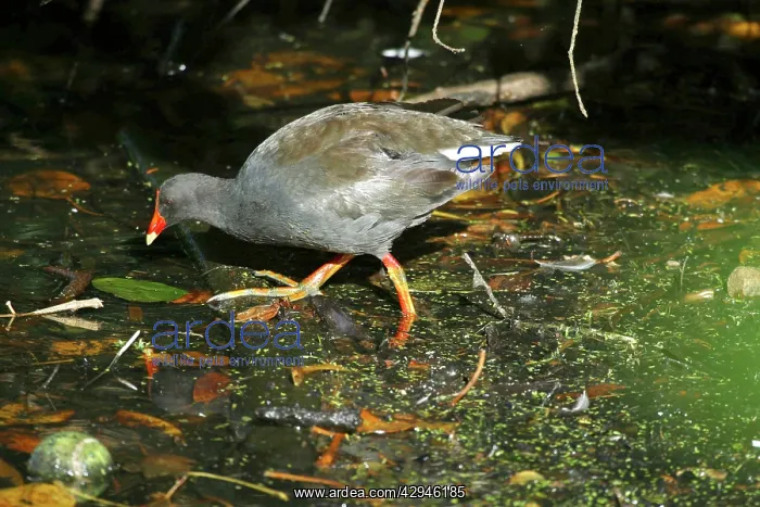  : Dusky Moorhen