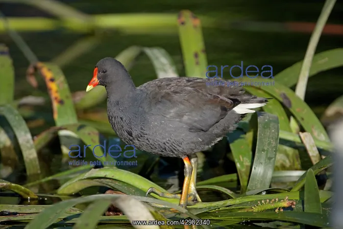 : Dusky Moorhen : Dusky Moorhen