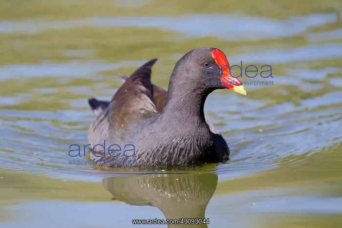 : Dusky Moorhen : Dusky Moorhen