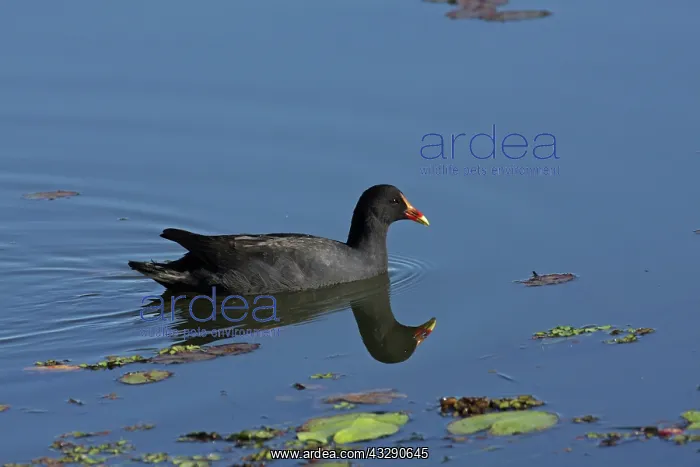 : Dusky Moorhen : Dusky Moorhen