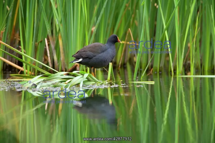 : Dusky Moorhen - adult sits on shore vegetation : Dusky Moorhen - adult sits on shore vegetation