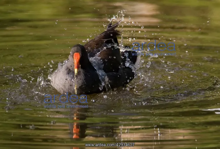 : Dusky Moorhen bathing : Dusky Moorhen bathing