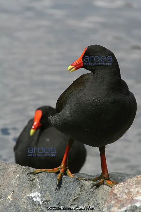 : Dusky Moorhen - bonded pair of Dusky Moorhens relax : Dusky Moorhen - bonded pair of Dusky Moorhens relax