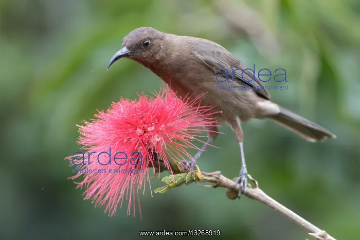  : Dusky Myzomela - Dusky Honeyeater - Feeding on a