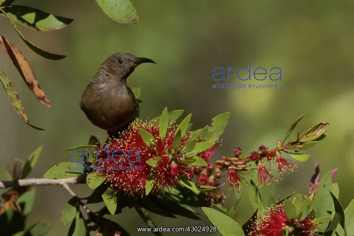 : Dusky Myzomela Dusky Honeyeater on a flowering bush A : Dusky Myzomela Dusky Honeyeater on a flowering bush A