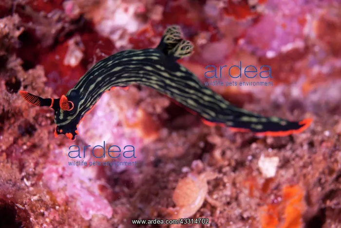 : Dusky Nembrotha Nudibranch : Dusky Nembrotha Nudibranch