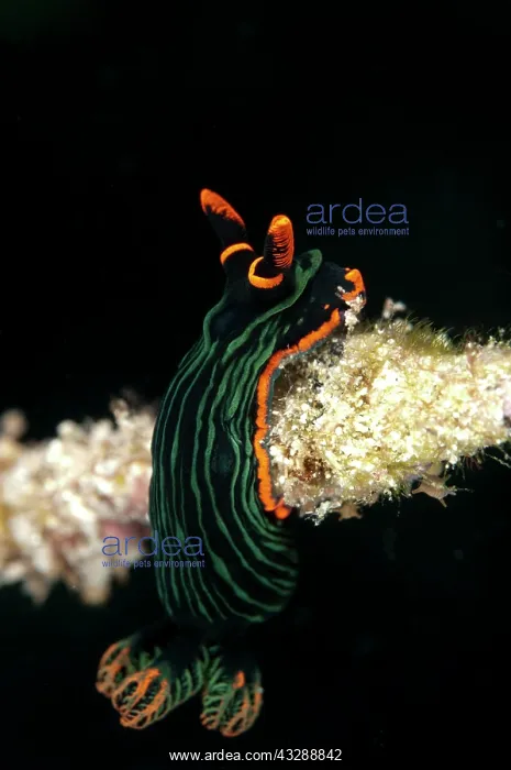 : Dusky Nembrotha Nudibranch - on coral branch : Dusky Nembrotha Nudibranch - on coral branch