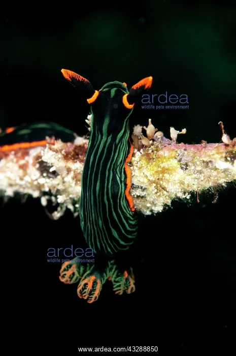 : Dusky Nembrotha Nudibranch - on coral branch : Dusky Nembrotha Nudibranch - on coral branch
