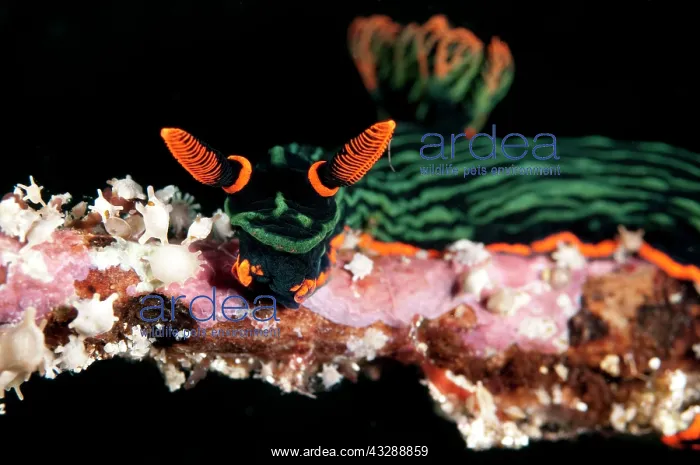 : Dusky Nembrotha Nudibranch - on coral branch : Dusky Nembrotha Nudibranch - on coral branch