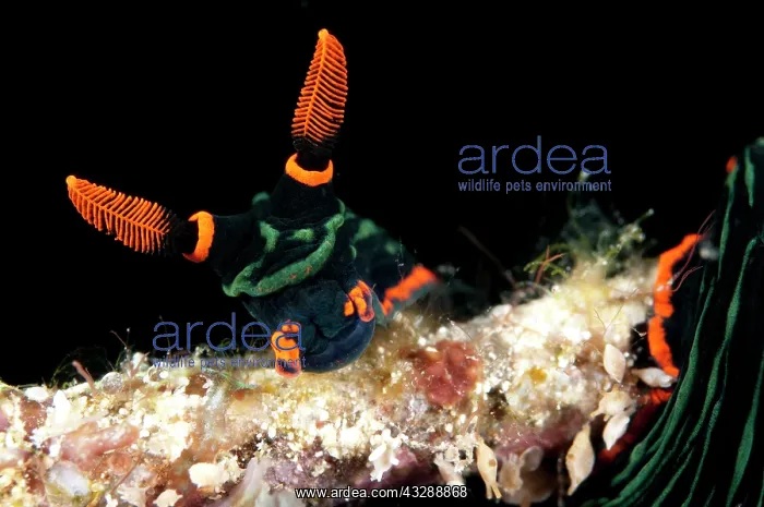 : Dusky Nembrotha Nudibranch - on coral branch : Dusky Nembrotha Nudibranch - on coral branch