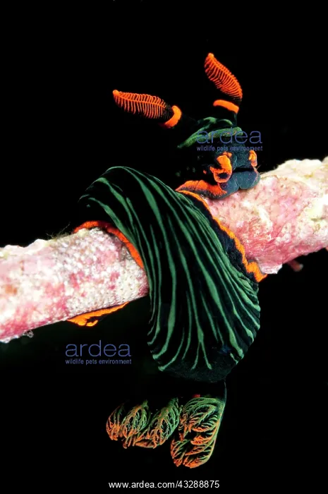 : Dusky Nembrotha Nudibranch - on coral branch : Dusky Nembrotha Nudibranch - on coral branch