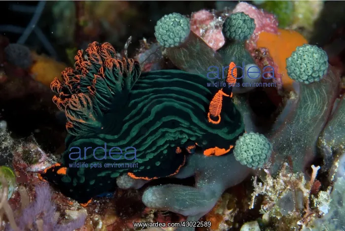 : Dusky Nembrotha Nudibranch feeding on sea squirts : Dusky Nembrotha Nudibranch feeding on sea squirts