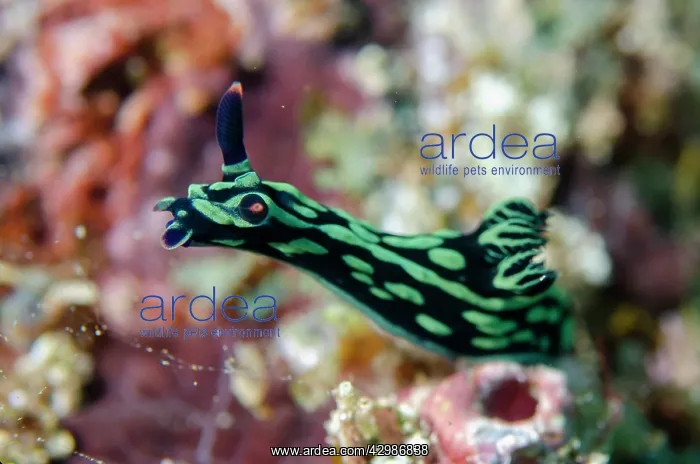: Dusky Nembrotha Nudibranch raising itself to : Dusky Nembrotha Nudibranch raising itself to
