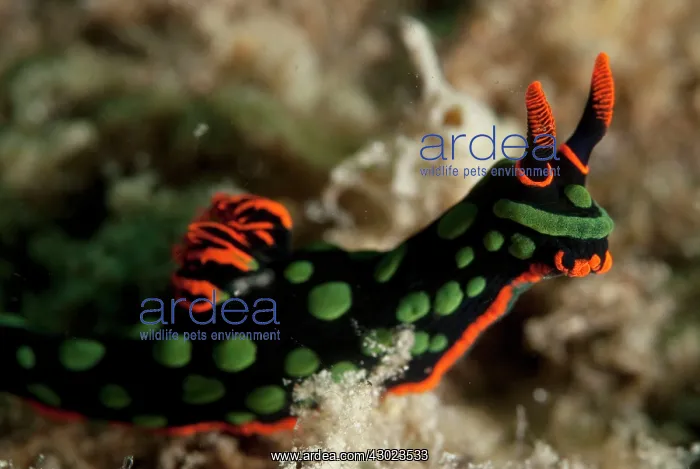  : Dusky Nudibranch