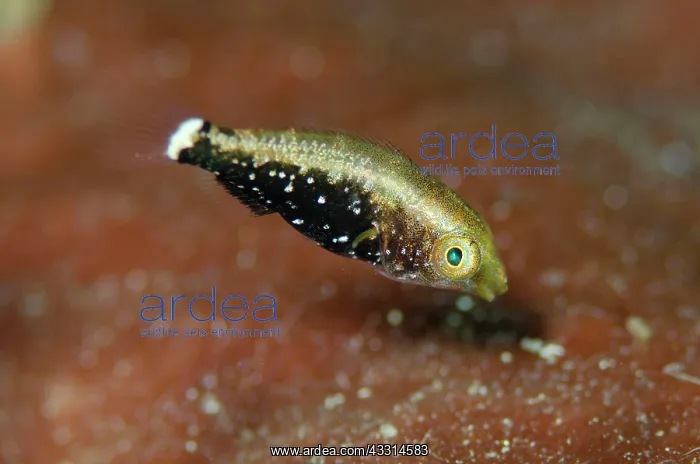 : Dusky Parrotfish - Juvenile : Dusky Parrotfish - Juvenile