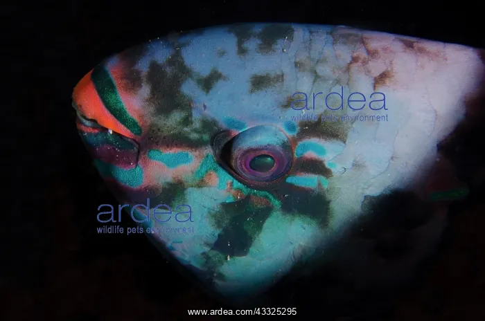 : Dusky Parrotfish - Tanjung Uli dive site, night : Dusky Parrotfish - Tanjung Uli dive site, night