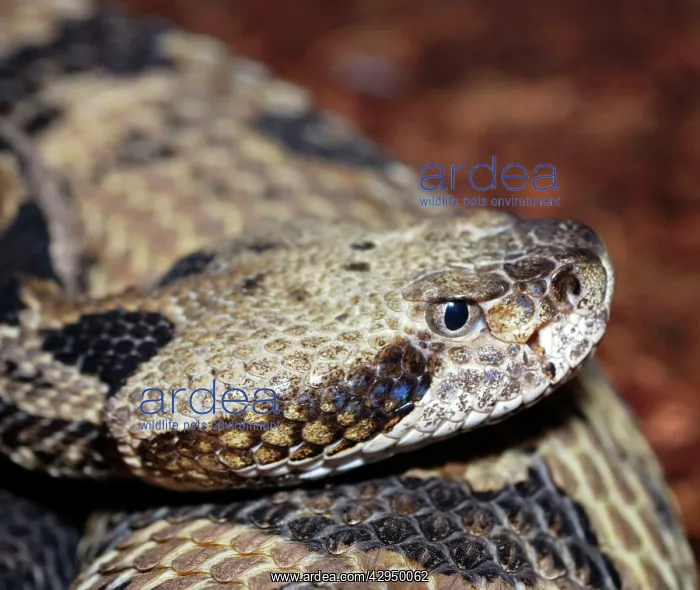 : Dusky Pigmy Rattlesnake : Dusky Pigmy Rattlesnake