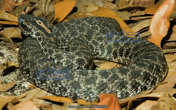 : Dusky Pigmy Rattlesnake : Dusky Pigmy Rattlesnake