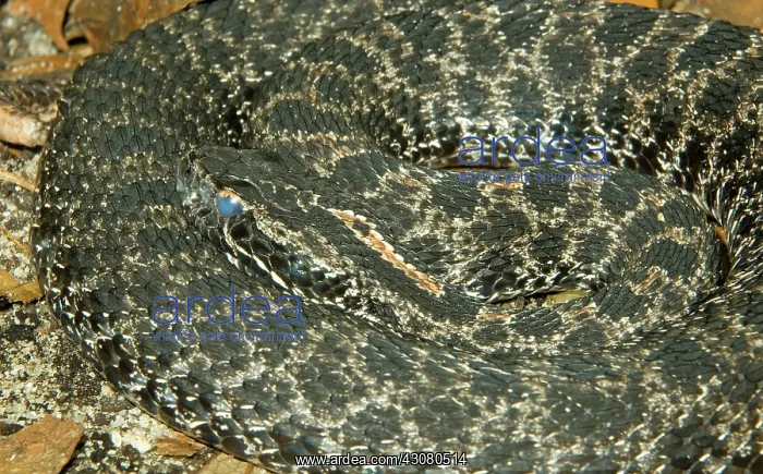 : Dusky Pigmy Rattlesnake : Dusky Pigmy Rattlesnake