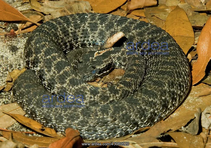 : Dusky Pigmy Rattlesnake : Dusky Pigmy Rattlesnake