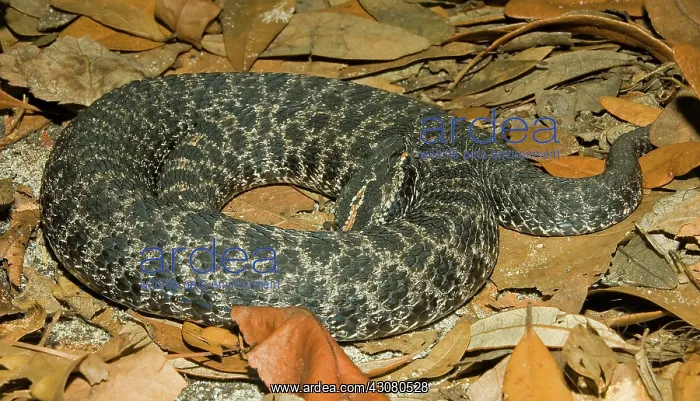 : Dusky Pigmy Rattlesnake : Dusky Pigmy Rattlesnake
