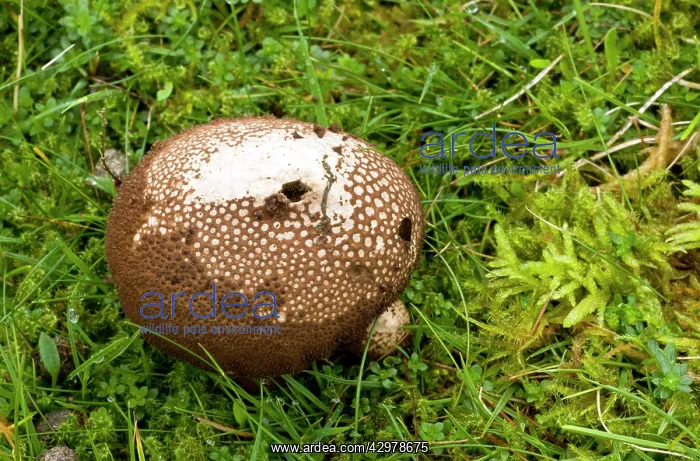 : Dusky Puffball - in acid grassland : Dusky Puffball - in acid grassland