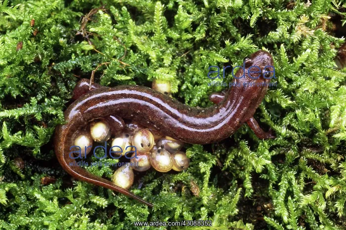 : Dusky Salamander : Dusky Salamander