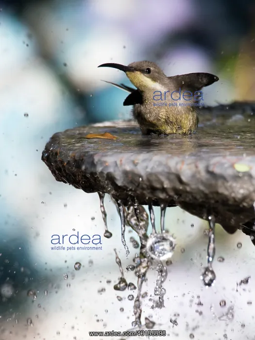 : Dusky Sunbird : Dusky Sunbird