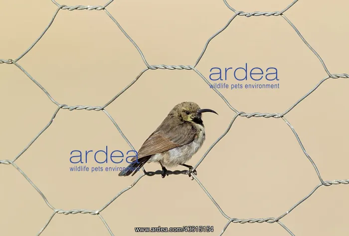 : Dusky Sunbird : Dusky Sunbird