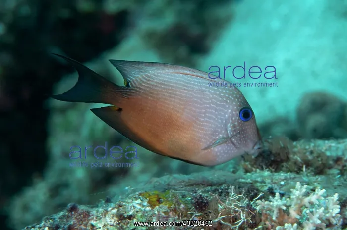: Dusky Surgeonfish : Dusky Surgeonfish