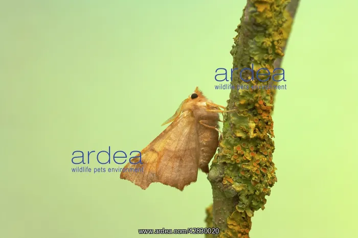 : Dusky Thorn : Dusky Thorn