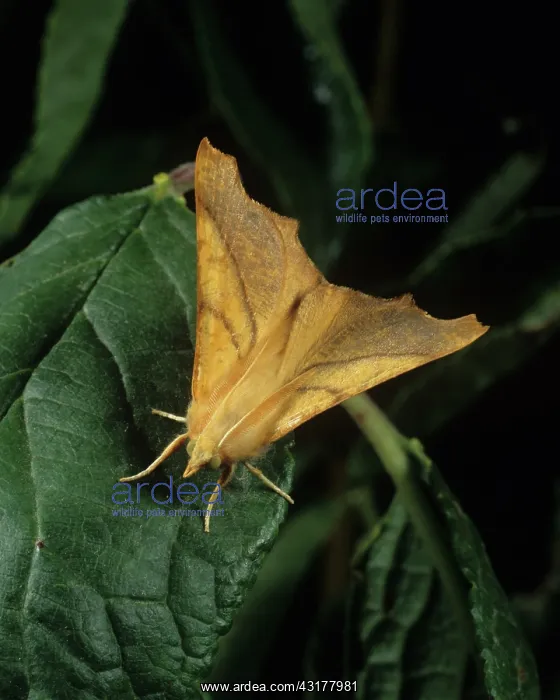 : Dusky thorn : Dusky thorn
