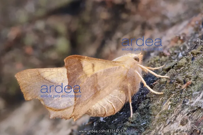  : Dusky Thorn Moth, Norfolk UK