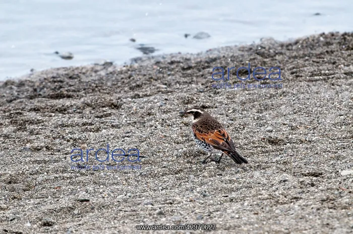: Dusky Thrush - on ground with water in background : Dusky Thrush - on ground with water in background