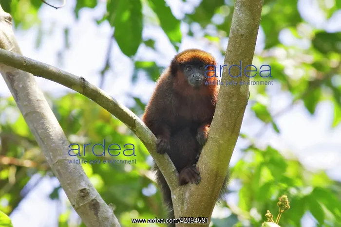 : Dusky Titi Monkey : Dusky Titi Monkey