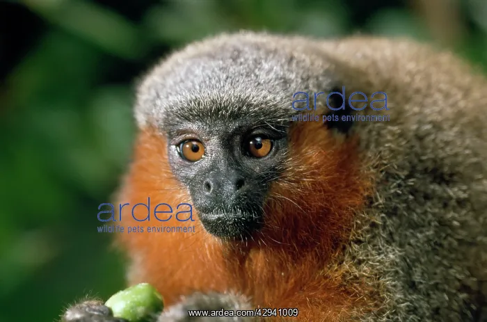 : Dusky Titi Monkey : Dusky Titi Monkey